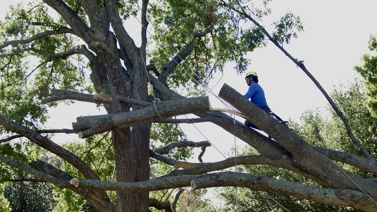 Professional Crown Thinning performed by certified arborists in Hickory