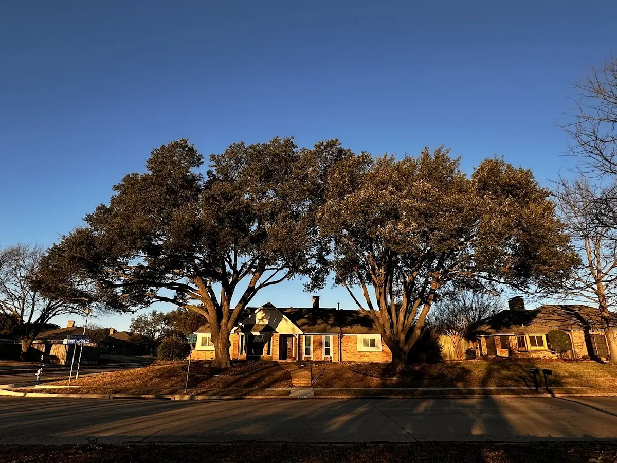 Established residential canopy tree shading a home in Hickory